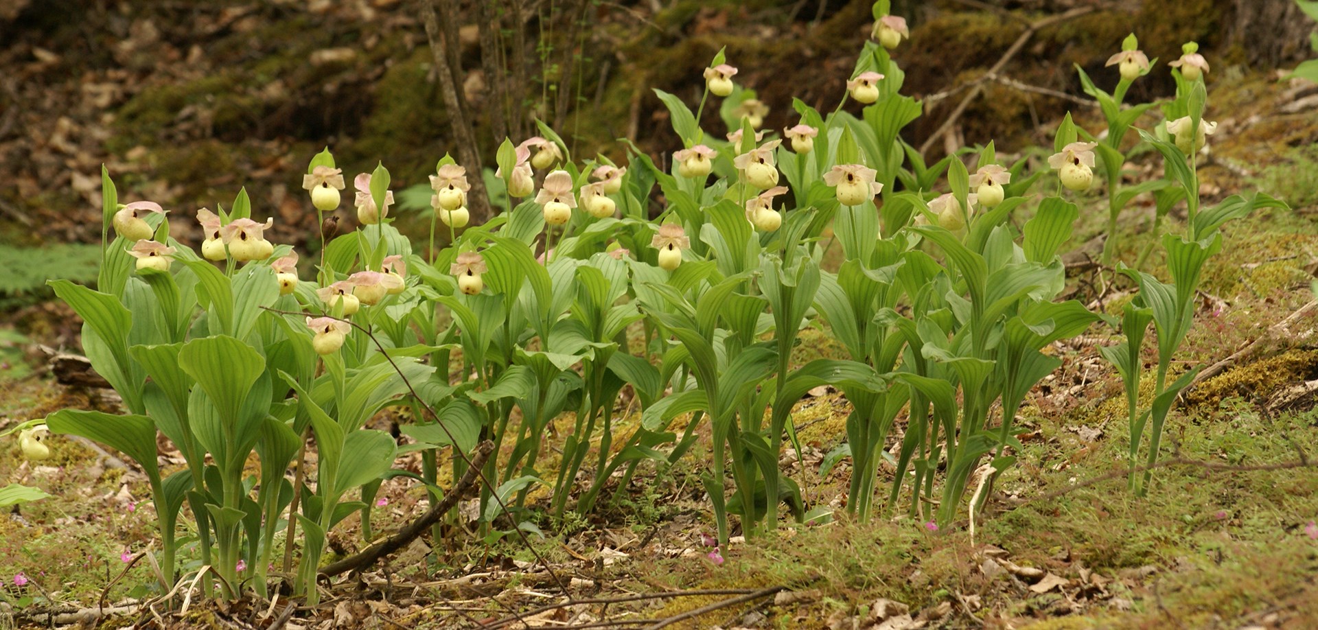 Flora Tour on Qinghai-Tibet Plateau