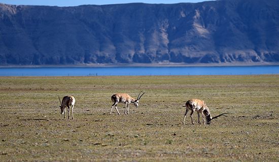 Qiangtang National Nature Reserve