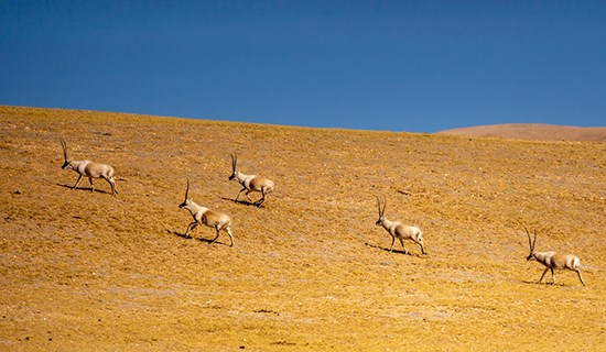 Nature Reserves of Tibet