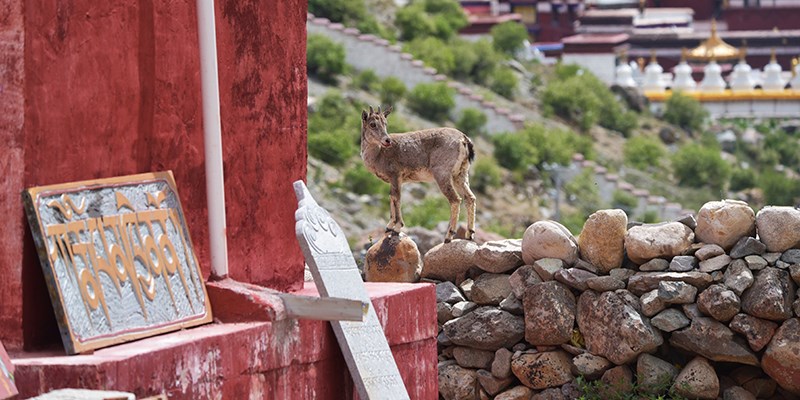 Tsurpu Monastery