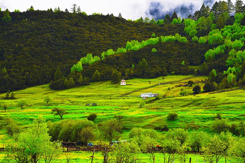 Lulang Forest