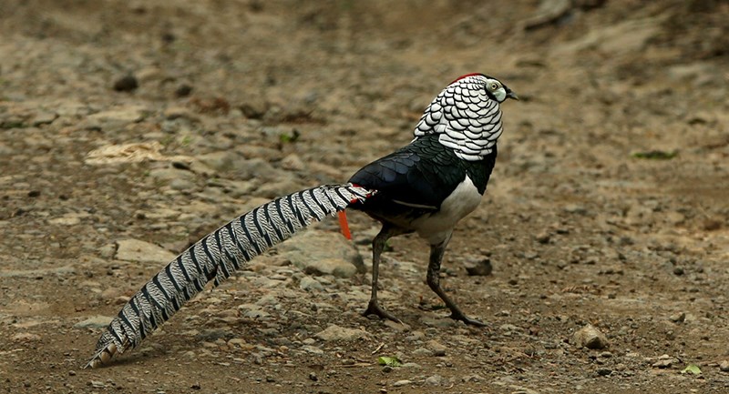 Lady Amherst Pheasant