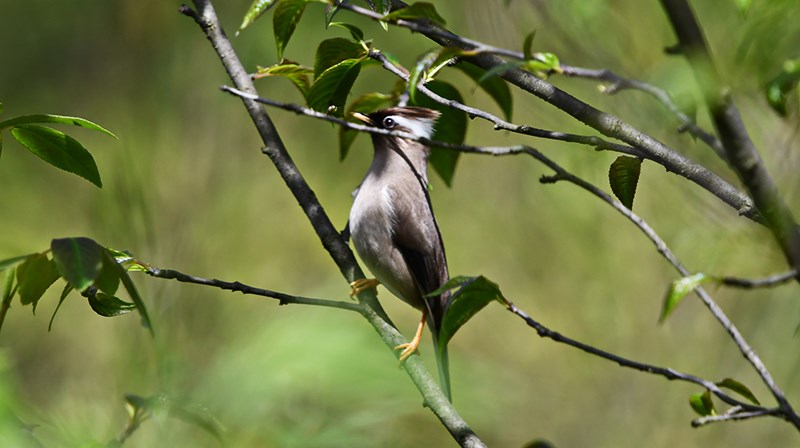 White-collared Yuhina