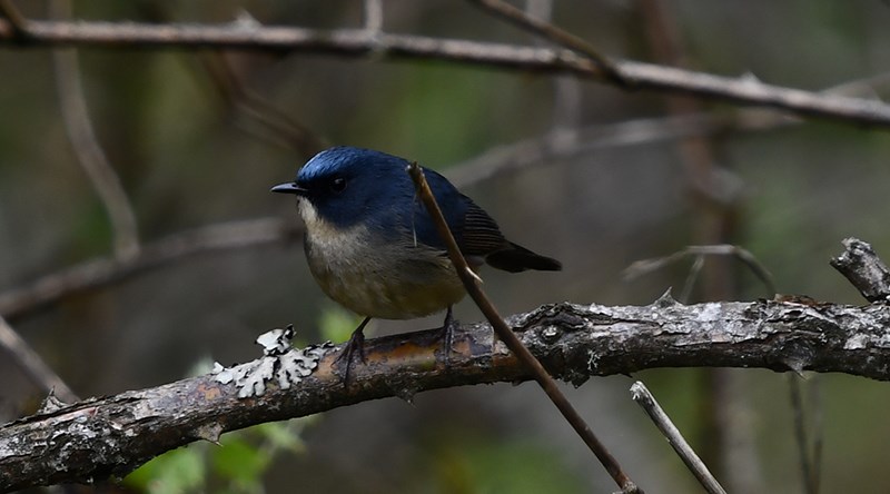 Slaty-blue Flycatcher