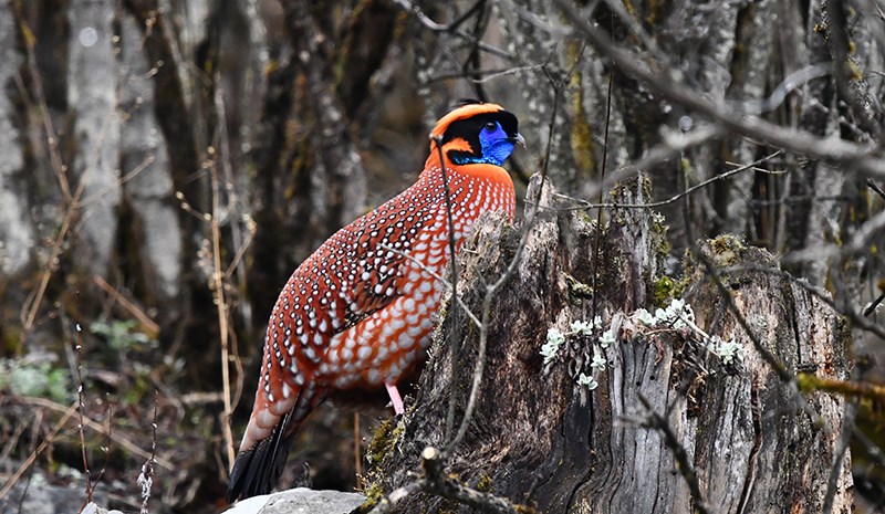 Temminck’s Tragopan