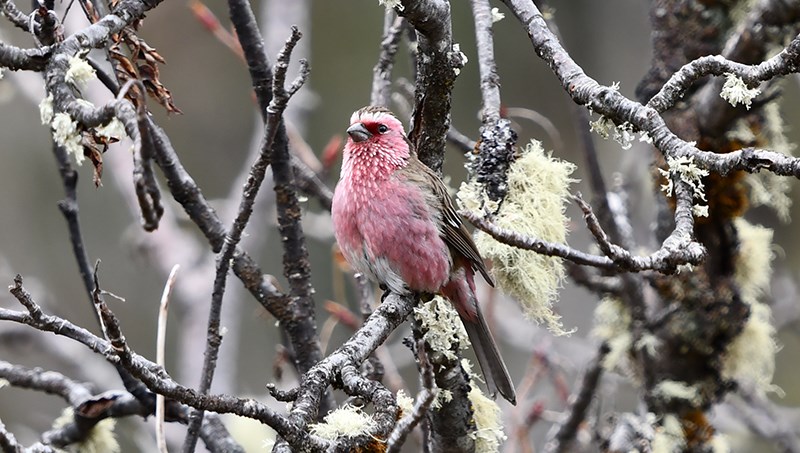 Chinese White-browed Rosefinch