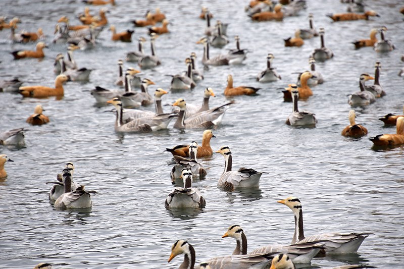 Bar-headed Goose