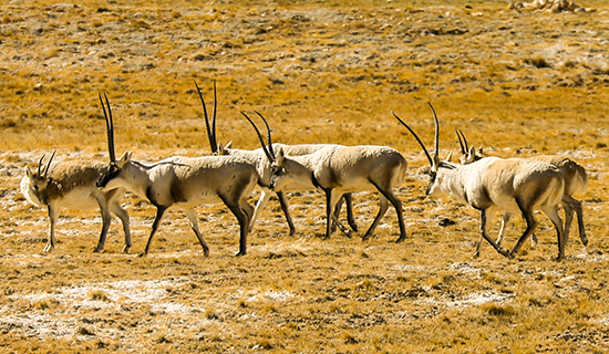 Bird Watching and Wildlife Travel in Northern Tibet Qiangtang