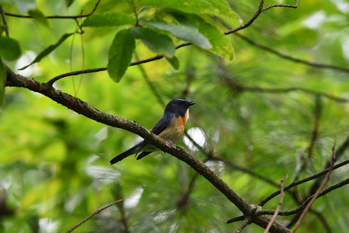 Cyornis Rubeculoides | Photo by Liu Bin