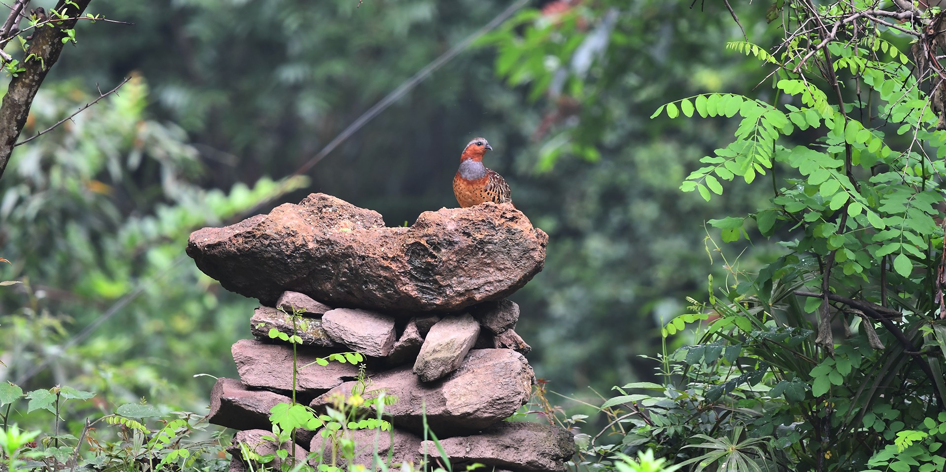 Bird Watching and Wildlife Travel in South Shaanxi and West Sichuan