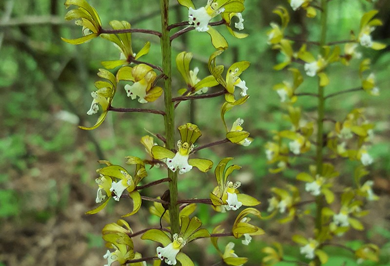 Oreorchis patens