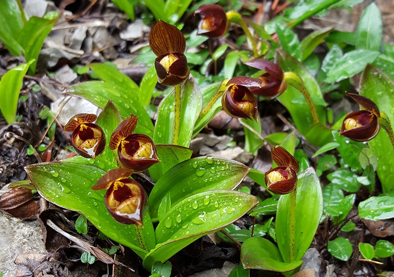 Cypripedium bardolphianum