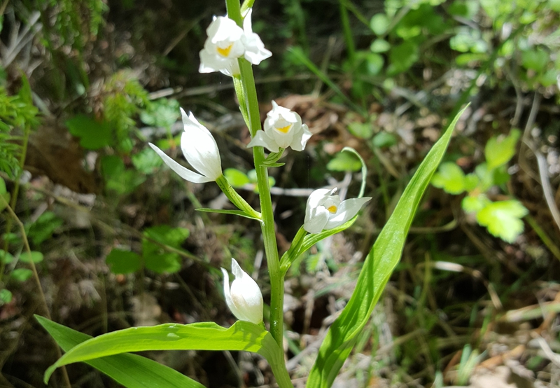 Cephalanthera longifolia