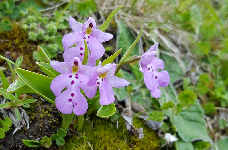 Amitostigma monanthum