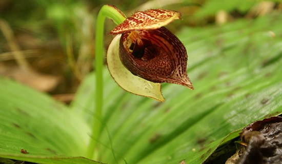 Orchid Watching Tour in Western Sichuan