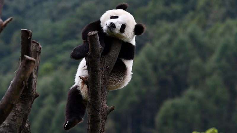 Pandas in Wolong