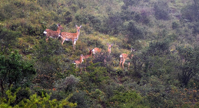 Tiebu Sika Deer